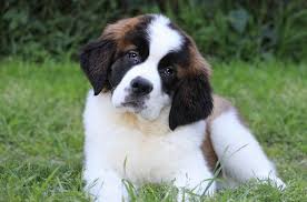 SAINT BERNARD